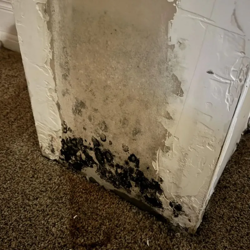 Professional Mold Removal in Knoxville, IA